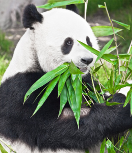 Google Panda Update Signals Advanced Google Search Algorithm